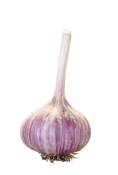 Fresh Garlic Isolated White Background — Stock Photo, Image