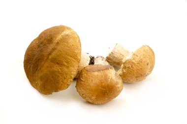 Ceps