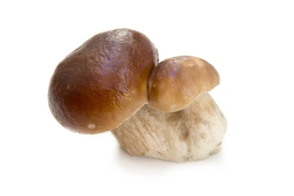 Ceps — Stock Photo, Image