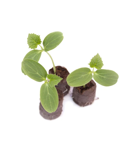 turba içinde salatalık fidan