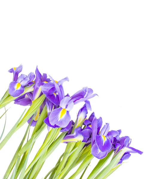 Fiori di iris — Foto Stock