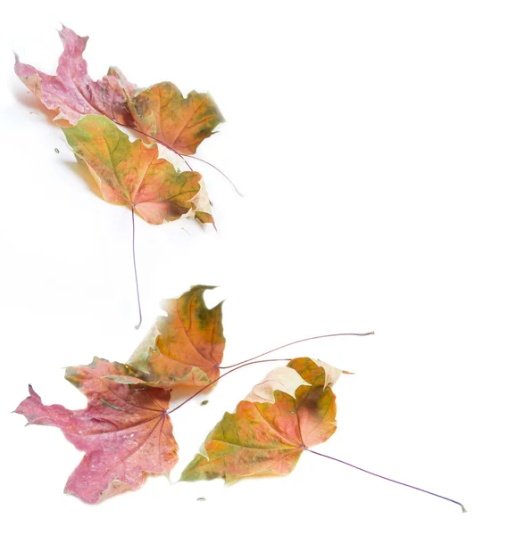 Feuilles sèches sur blanc dans un cadre — Photo