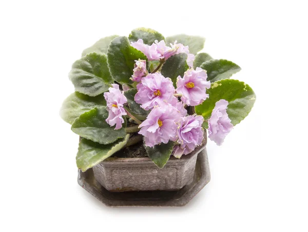 çiçek açması Menekşe beyaz zemin üzerine izole