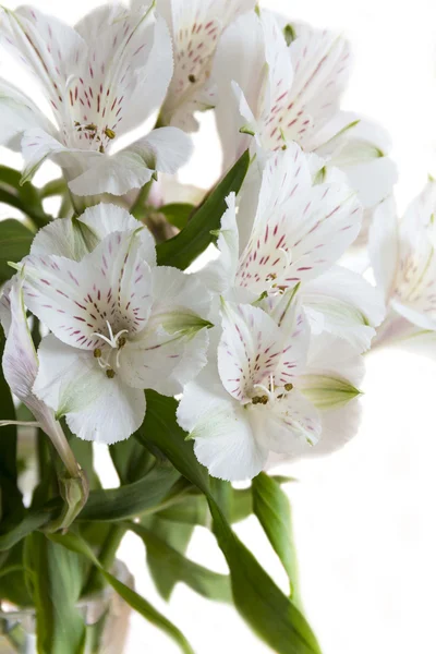 Bouquet d'alstroemeria blanche — Photo
