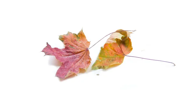 Dry maple leaves — Stock Photo, Image