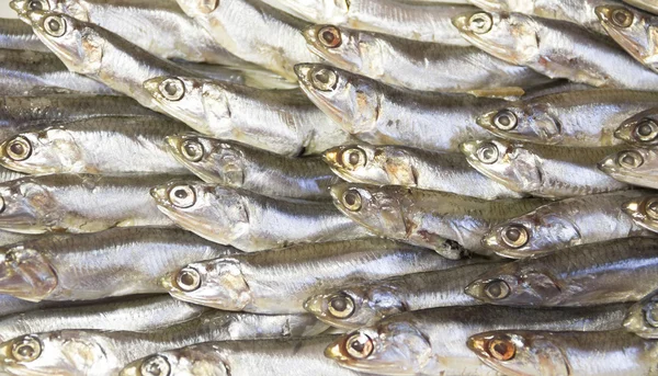 Šprot obecný nasolené ryby na podnose — Stock fotografie