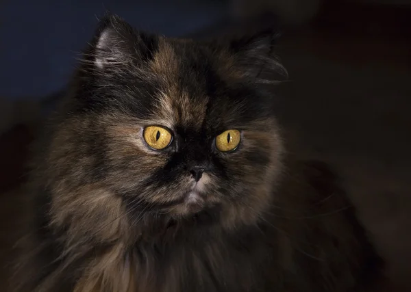 Retrato de gato esponjoso con ojos amarillos brillantes sobre un fondo oscuro — Foto de Stock