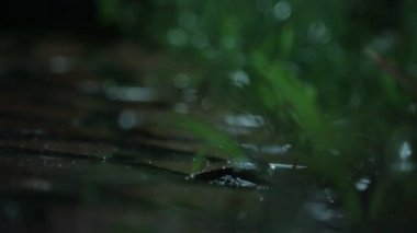 Bitkiler tropikal yağmur altında