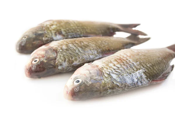 Raw peeled carp — Stock Photo, Image