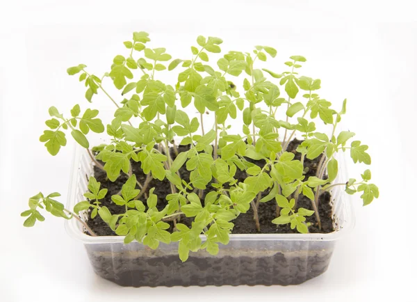 Tomato seedlings in plastic — Stock Photo, Image