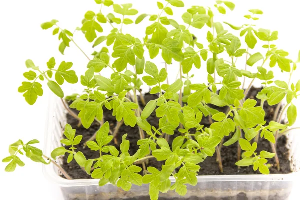 Tomato seedlings in plastic — Stock Photo, Image