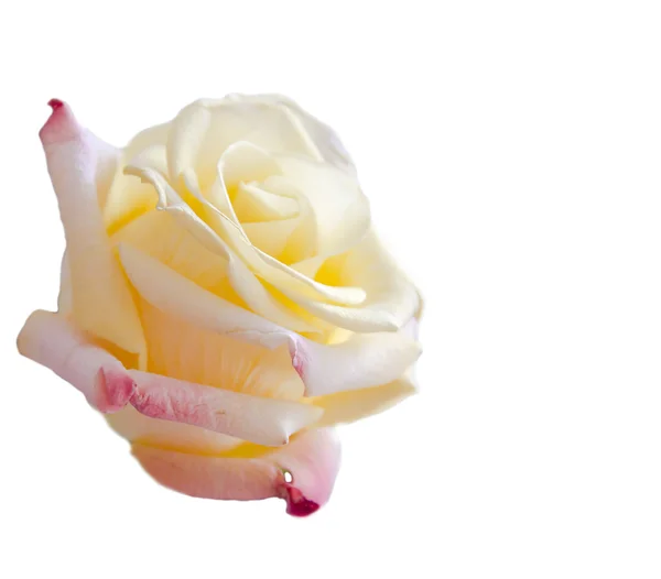 Bud of yellow roses — Stock Photo, Image