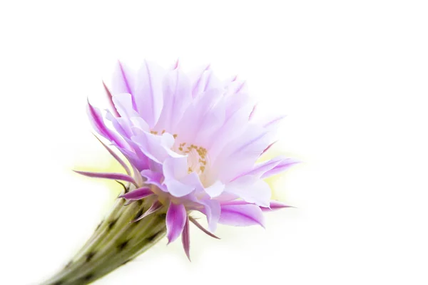 Fiore di cactus — Foto Stock