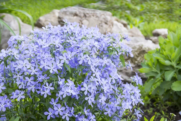 Blue phlox on alpine hill — Stock Photo, Image