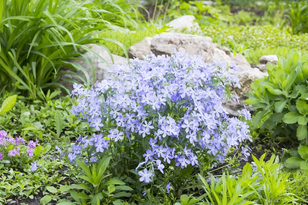 Blue phlox on alpine hill — Stock Photo, Image