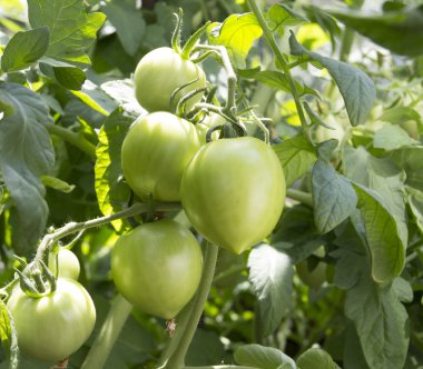 Bir dalda yeşil domates