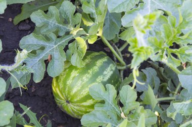 Çiftliğinde büyüyen karpuz