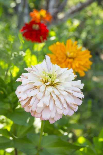 夏の庭百日草の花 — ストック写真