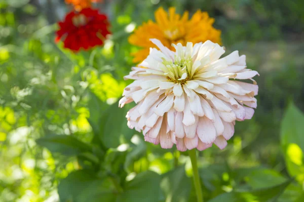 Zinnia bloemen in de zomertuin — Stockfoto