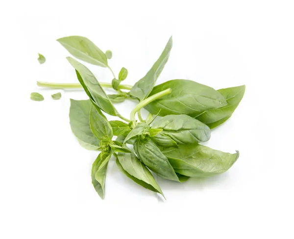 Green basil leaves on a white background — Stock Photo, Image