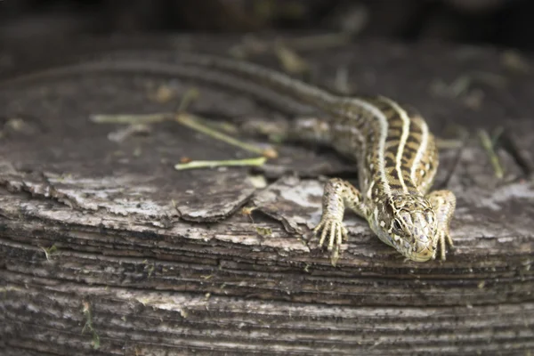 Lagarto de arena sentado en un muñón de madera —  Fotos de Stock