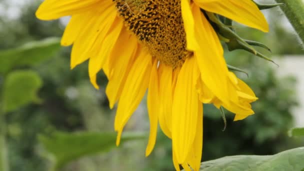 Een honingbij vloog op een bloem zonnebloem — Stockvideo