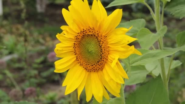 Bloem zonnebloem zwaaiend in de wind — Stockvideo