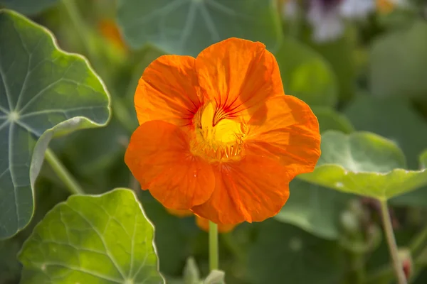 Nasturtium çiçekler — Stok fotoğraf