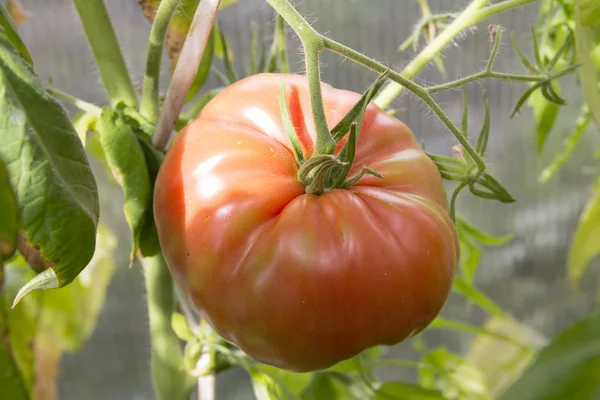 Pomodori maturazione — Foto Stock