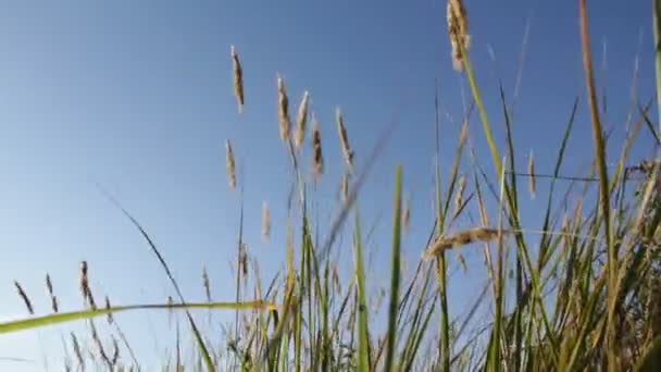 Grünes Gras biegt sich im Wind — Stockvideo