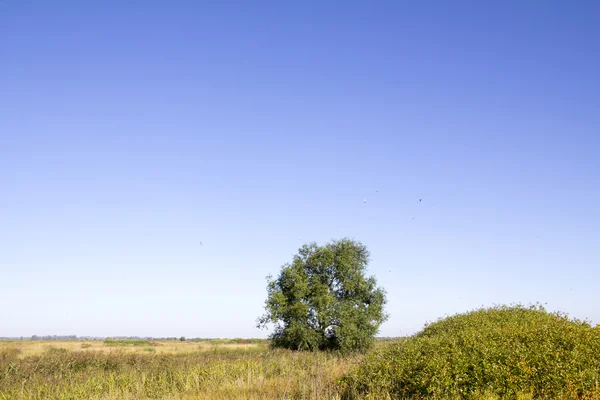 Bellissimo paesaggio estivo con campo e albero — Foto Stock
