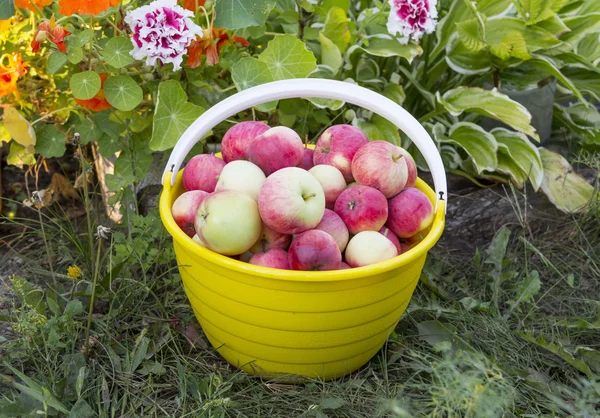 Bahçede olgun kırmızı elmalar