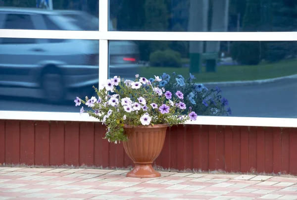 Petunia fiori riflessi nella finestra dell'edificio — Foto Stock