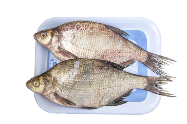 La dorada de pescado crudo —  Fotos de Stock