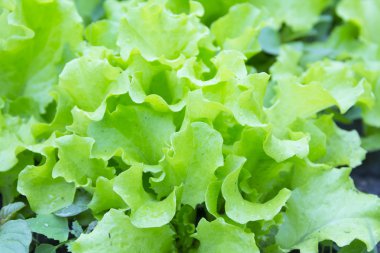 Ispanak. Sulu yaprakları bahçede büyüyen