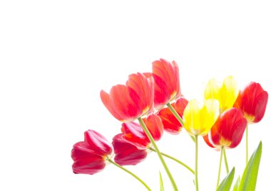Beyaz bir arka plan üzerinde kırmızı ve Sarı Lale demet