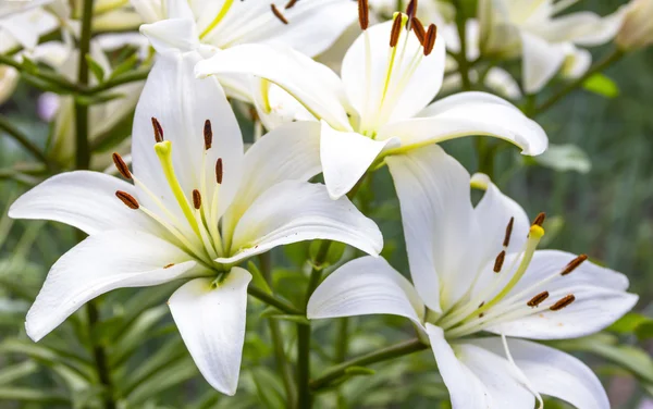 Białe kwiaty lilii w ogrodzie — Zdjęcie stockowe
