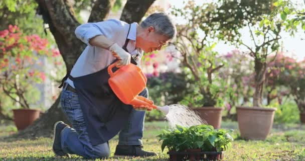 Старший мужчина поливает сад — стоковое видео