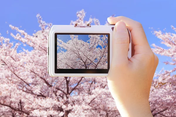 Câmera tirando foto com flores de cereja — Fotografia de Stock