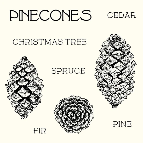 Conjunto de piñas. Cedro, árbol de Navidad, abeto, pino, ilustración dibujada a mano — Vector de stock