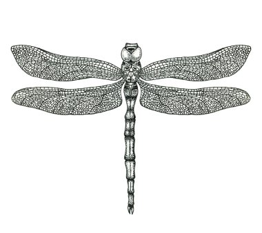 Yusufçuk çizilmiş illüstrasyon