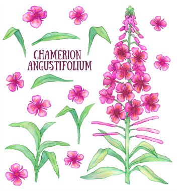 Fireweed chamerion angustifolium rosebay willowherb aquarelle illüstrasyon