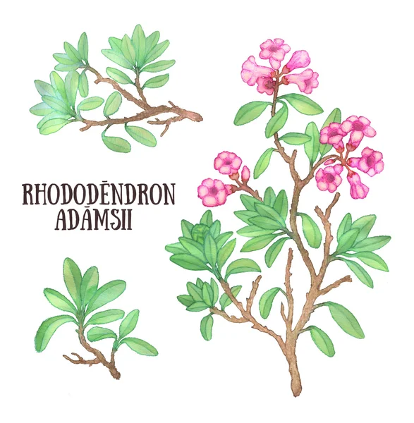 Rhododendron adamsii sagan-dali labrador tè cespuglio acquerello illustrazione — Foto Stock