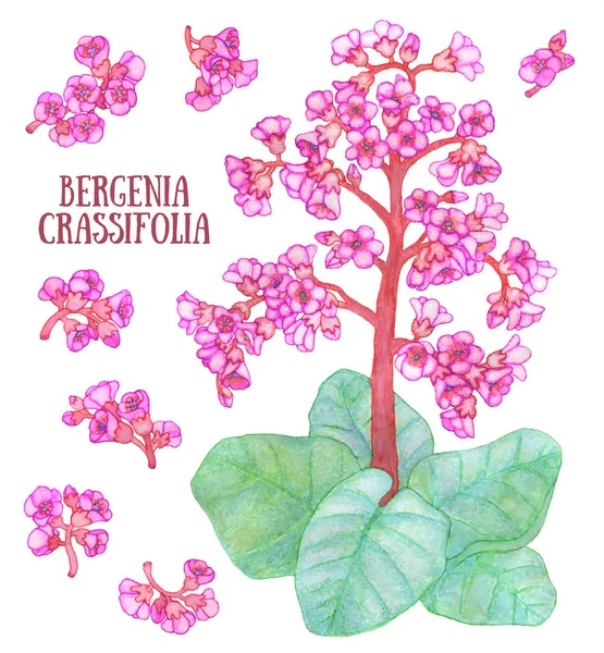Bergenia crassifolia Moğol çay fil kulakları ot aquarelle illüstrasyon