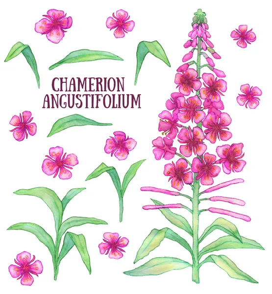 Fireweed chamerion のり面 rosebay カナディアンウィロー aquarelle 図 — ストック写真