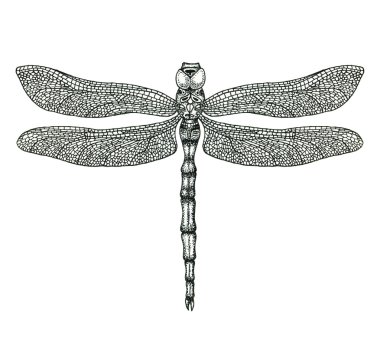 Yusufçuk çizilmiş illüstrasyon