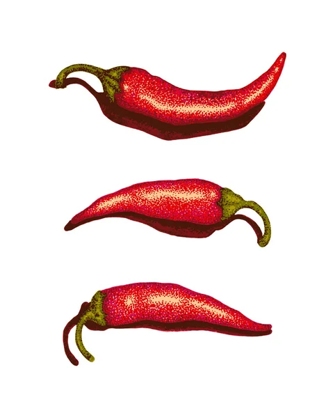 Chili Peppers vector ilustración — Vector de stock