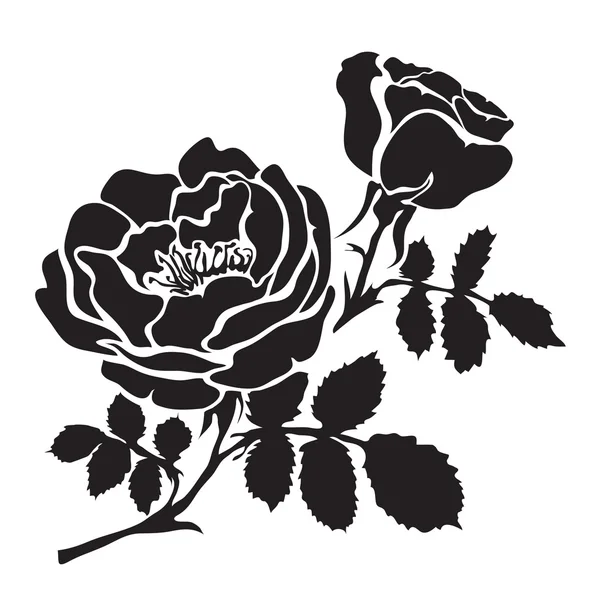 Sylwetka Róża oddział z otwarte kwiaty i pąki — Wektor stockowy