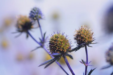 Eryngium amethystinum