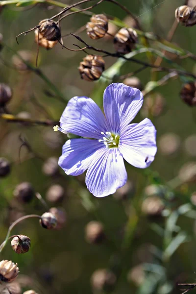 Linum perenne (lino perenne) — Foto Stock